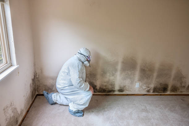 Mold Removal for HVAC Installations in Mckeesport, PA